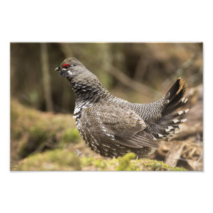 Impression Photo Grouse fière