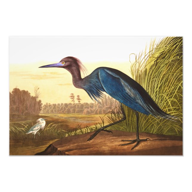 Impression Photo Grue bleue ou héron par John James Audubon (Devant)
