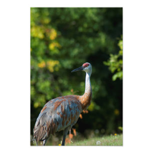 Impression Photo Grue de SandHill