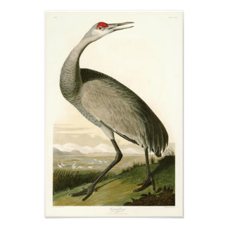 Impression Photo Grue de Sandhill John James Audubon Oiseaux d'Amér