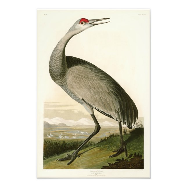 Impression Photo Grue de Sandhill John James Audubon Oiseaux d'Amér (Devant)