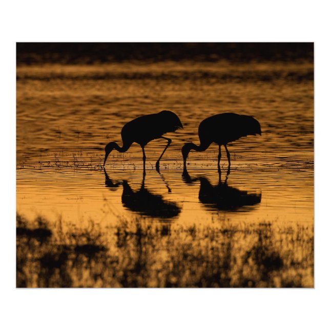 Impression Photo Grues Silhouettées par le coucher du soleil (Devant)