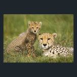 Impression Photo Guépard, Acinonyx jubatus, avec petit<br><div class="desc">Guépard,  Acinonyx jubatus,  avec son petit dans la réserve de Masai Mara GR,  Kenya � Joe McDonald / SuperStock.com</div>