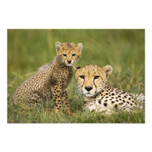 Impression Photo Guépard, Acinonyx jubatus, avec petit
