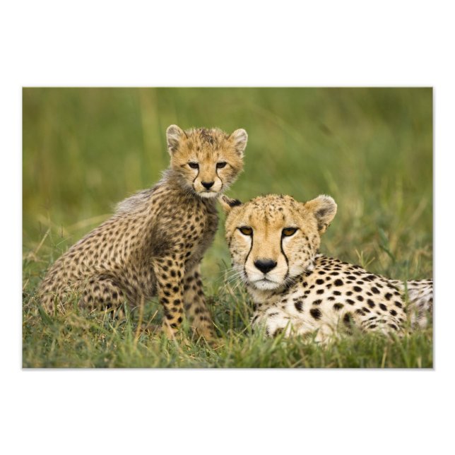 Impression Photo Guépard, Acinonyx jubatus, avec un petit (Devant)