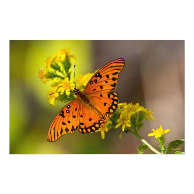 Impression Photo Gulf Fritillary alias Papillon de la Passion sur G (Devant)
