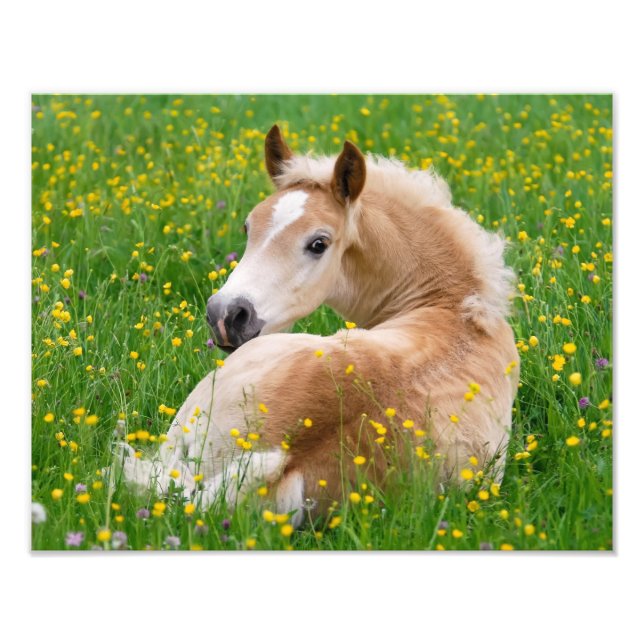 Impression Photo Haflinger Horse Cute Foal Repose dans un lit à fle (Devant)