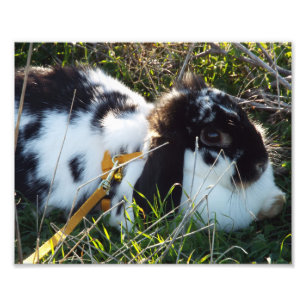 Impression Photo Happy Hoppy