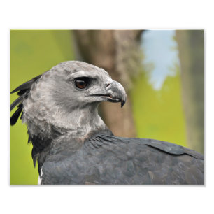 Impression Photo Harpy Eagle.