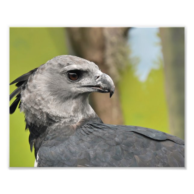 Impression Photo Harpy Eagle. (Devant)
