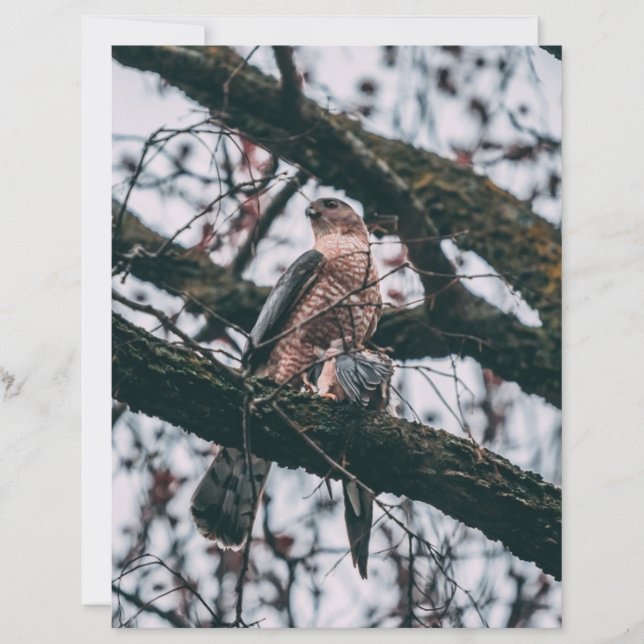 Impression photo Hawk (Devant)