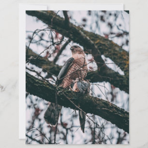 Impression photo Hawk