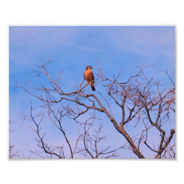 Impression Photo Hawk américain Kestrel (Devant)