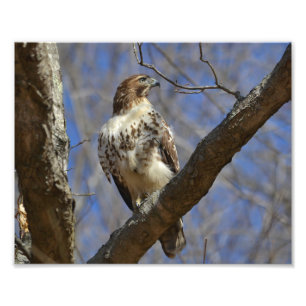 Impression Photo Hawk Majestic