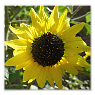 Impression Photo Helianthus annuus de plante de tournesol