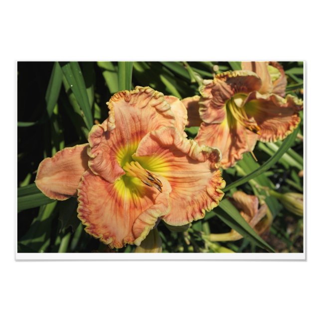 Impression Photo Hemerocallis 19"x13" (Devant)