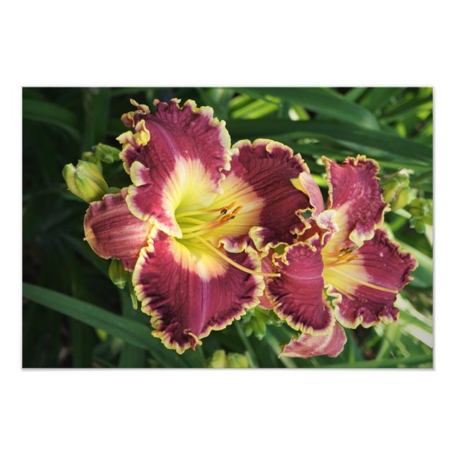 Impression Photo Hemerocallis rouges 19"x13" (Devant)