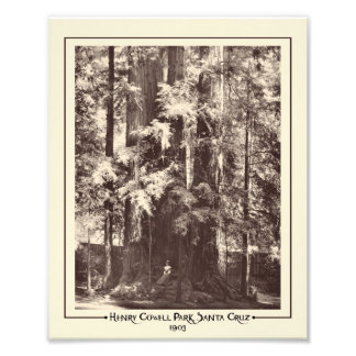 Impression Photo Henry Cowell Park, Père Noël Cruz, Californie 1903