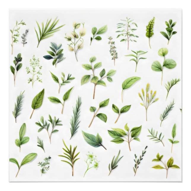 Impression Photo Herbarium Feuille vert (Devant)