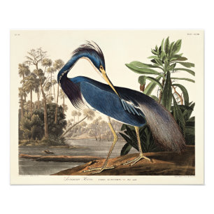 Impression Photo Héron de Louisiane de Birds of America