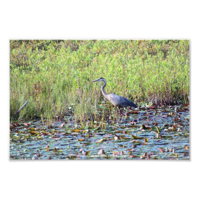 Impression Photo Heron P6450 (Devant)