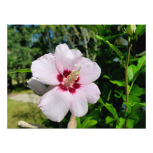 Impression Photo Hibiscus