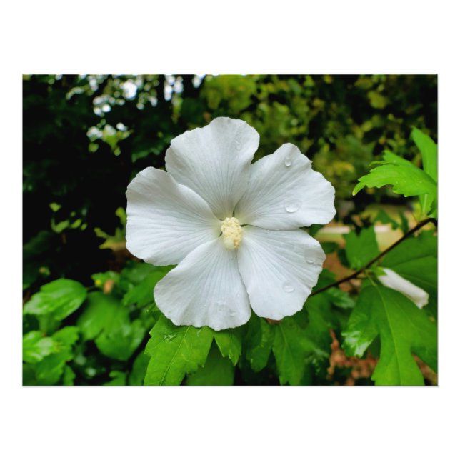 Impression Photo Hibiscus (Devant)
