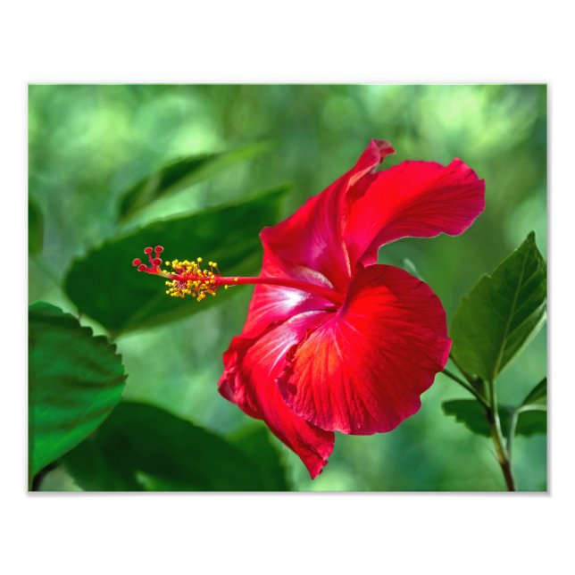 Impression Photo Hibiscus Blossom (Devant)