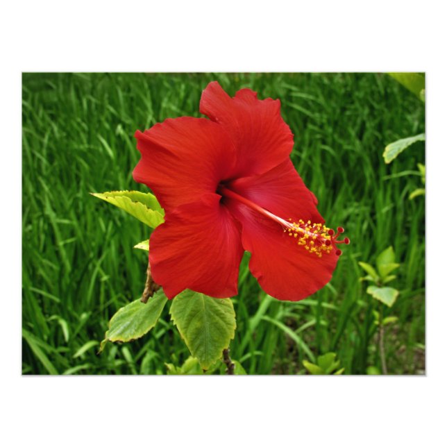Impression Photo "Hibiscus de Nebraskan" (Devant)