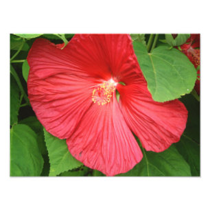 Impression Photo Hibiscus Flower Bright Magenta