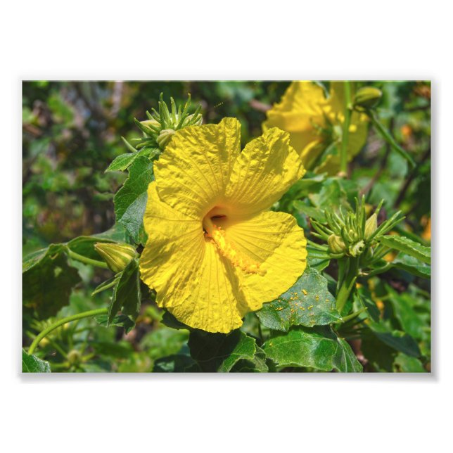 Impression Photo Hibiscus jaune Fleur d'État Hawaii (Devant)