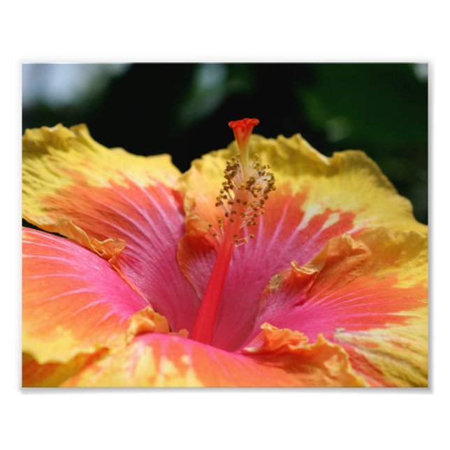 Impression Photo Hibiscus jaune Pétales 10x8 Fleur (Devant)