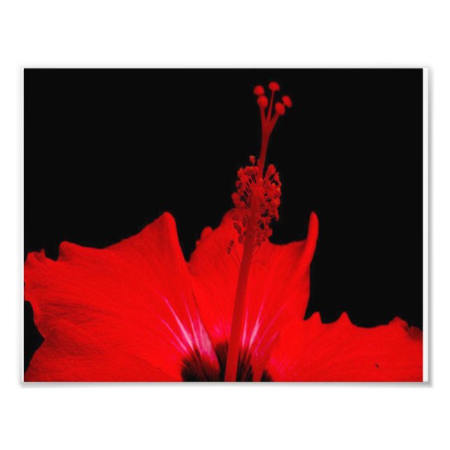 Impression Photo Hibiscus rouge (Devant)