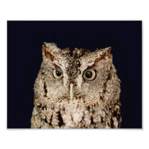 Impression Photo Hibou de cri strident