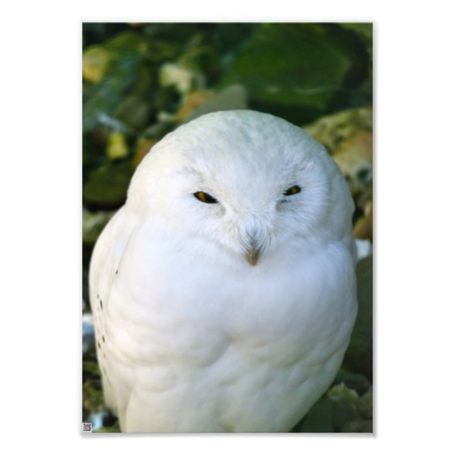 Impression Photo Hibou des neiges (Devant)