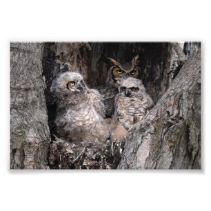 Impression Photo Hibou et owley