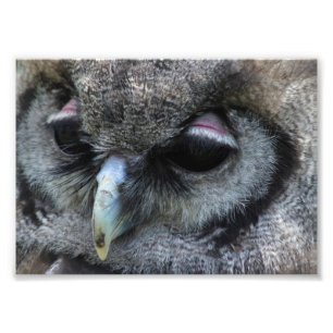 Impression Photo Hibou mignon