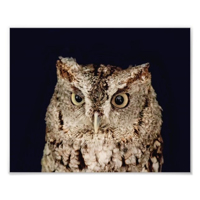Impression Photo Hibou petit-duc (Devant)