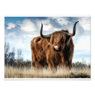 Impression Photo Highland Cow