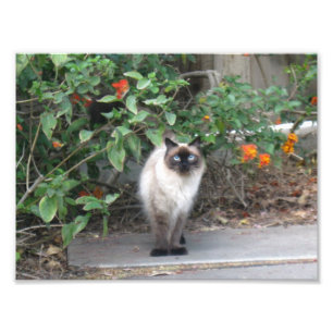 Impression Photo Himalayan Mix cat