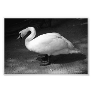 Impression Photo HiSS