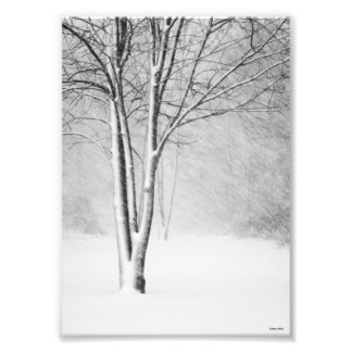 Impression Photo Hiver Blizzard Snowy Tree White-Out Abstrait