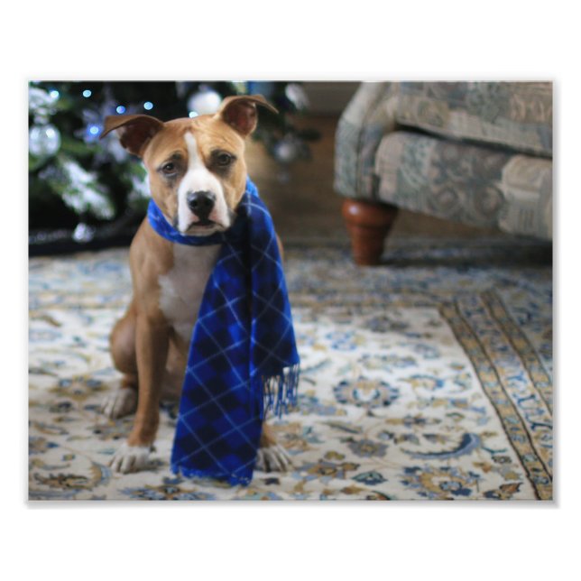 Impression Photo Holiday Cheer from Pit Bull Rescue Dog (Devant)