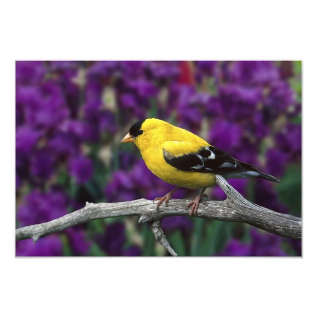 Impression Photo Homme, Américain Goldfinch en plumage d'été, (Devant)