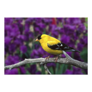 Impression Photo Homme, Américain Goldfinch en plumage d'été,