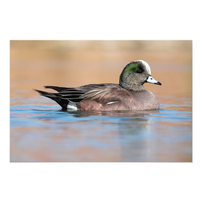 Impression Photo Homme American Wigeon (Devant)