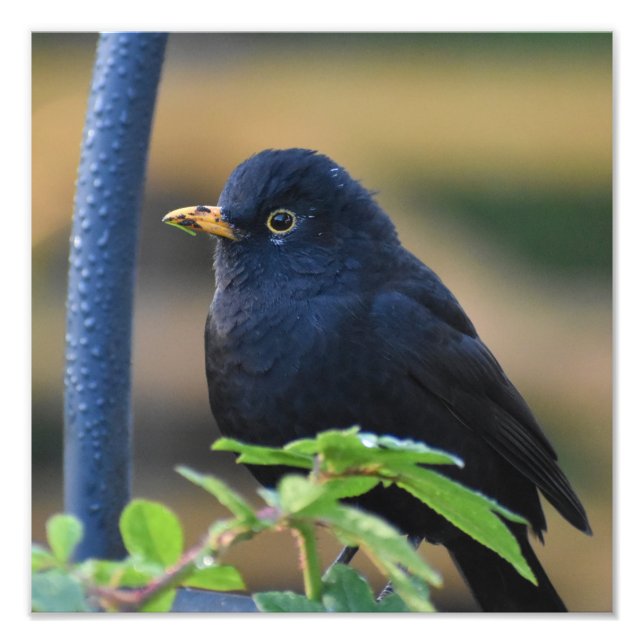 Impression Photo Homme Blackbird (Devant)
