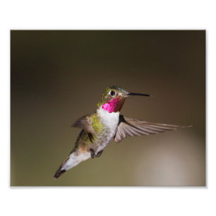 Impression Photo Homme Broad - colibri à queue