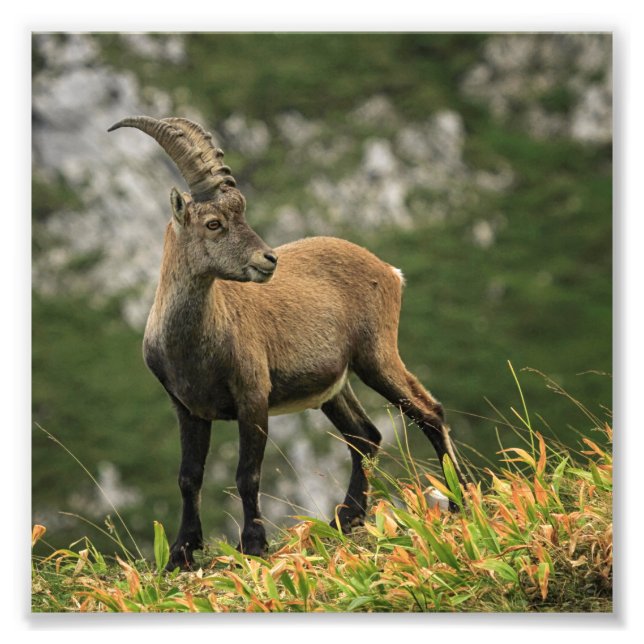 Impression Photo Homme sauvage alpin, capra ibex ou steinbock (Devant)