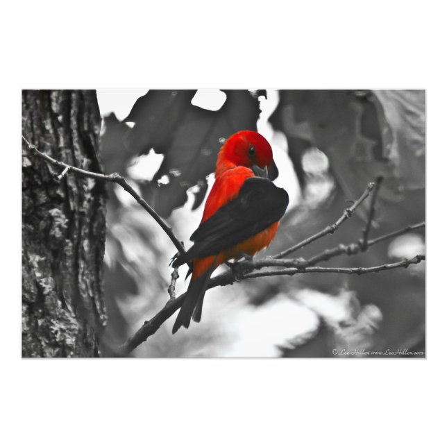 Impression Photo Homme Scarlet Tanager (Devant)